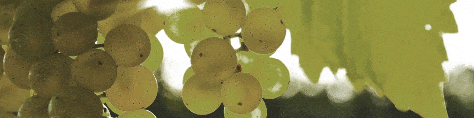Slow Wine natuurwijn - witte druif2
